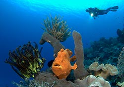 Frogfish on the Reef. By Mark Snyder