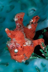 Speckeled Frogfish. By Espen Rekdal