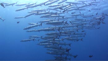 Barracudas at Wakatobi
