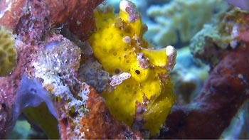 A Yellow Frogfish, trying to blend in