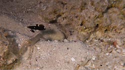 A shrimp and goby pair on the sand
