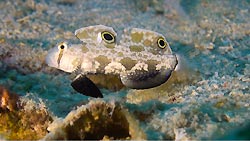 A Signal Goby