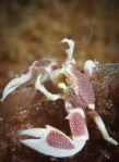 Feeding Porcelain Crab