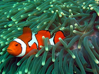 Clownfish