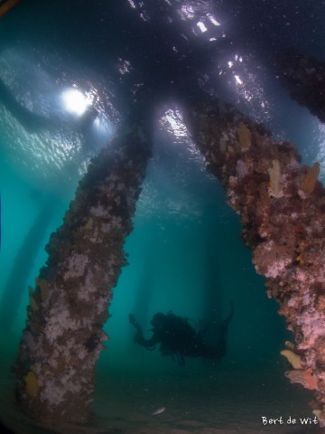 Diver under Jetty