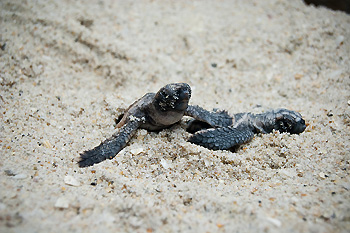 As hatchlings emerge from their shells, they instinctively dig their way to the surface.  Photo courtesy Wakatobi Dive Resort 