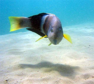 Male Blue Throat Wrasse