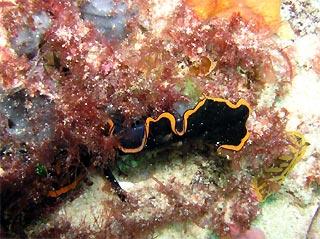 Flatworm (Pseudobiceros spec.)