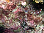 Banded Cleaner Shrimp