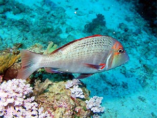 Sweetlip on Wheeler Reef