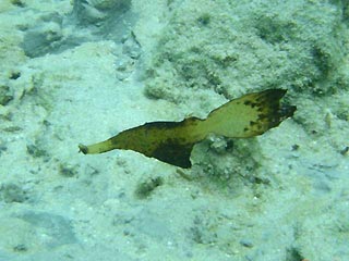 Leaf Pipefish