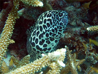 Moray Eel