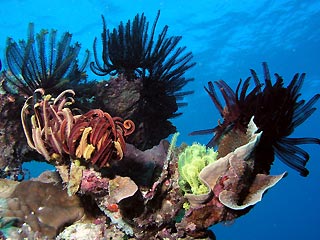 Feather Stars