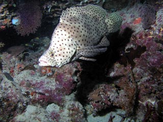 Barramundi Cod