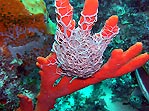 Erna's Basket Star