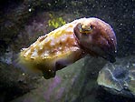 Turtle head and cuttlefish