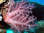 Pink Soft Coral