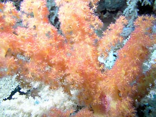 Yellow Soft Coral Tree