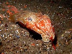 Cuttlefish having dinner