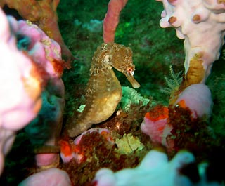 Seahorse Garden