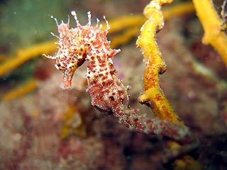 Short-head Seahorse