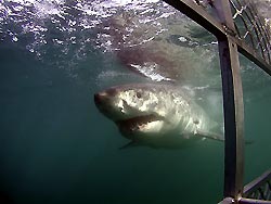 Great White Shark cage diving