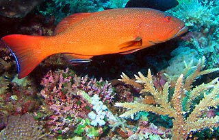 Coral Trout