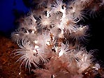 White Jewel Anemones