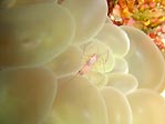 Bubble Coral Shrimp