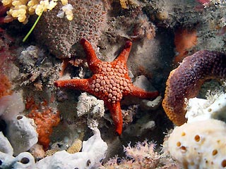 Red Sea Star