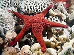 Red Sea Star II