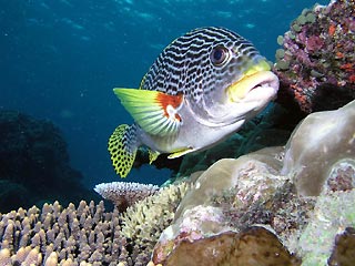 Diagonal-striped Sweetlips