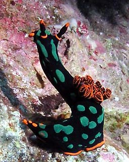 Nudibranch at Mons' Pinnacle