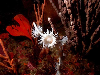 Anemones in Jervis Bay