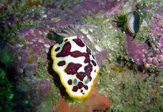 Nudibranchs at Jervis Bay