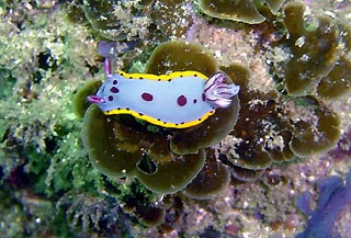 Nudibranchs at Jervis Bay