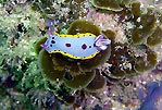 Nudibranchs at Jervis Bay