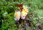 Nudibranchs at Jervis Bay