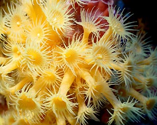 Yellow Zoanthids