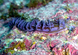 Nudibranch at The Arch