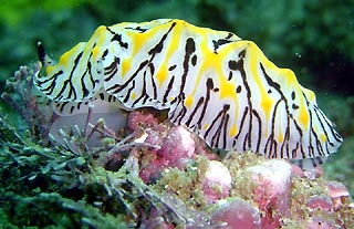 Nudibranch at Boat Harbour