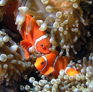 Spinecheek Anemonefish