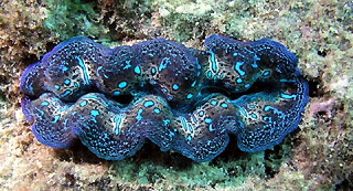 Clam at Orpheus Island