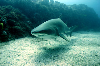 Grey Nurse Shark I