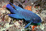 Western Blue Devil (Paraplesiops meleagris)