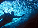 Diver enveloped by bait fish