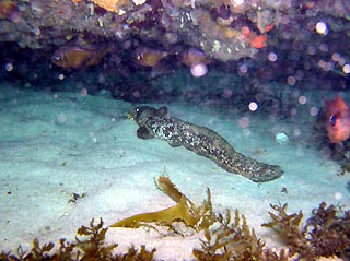 Estuary Catfish