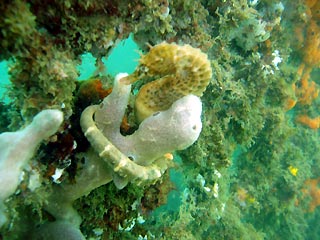 White's Seahorse III