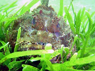 Red Rockcod in hiding