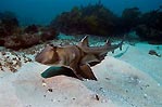 Port Jackson shark by Chris Miller, Scuba Diver Australasia